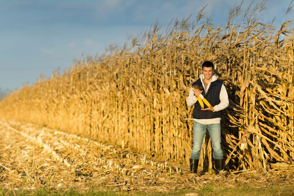 Guy with cornfield